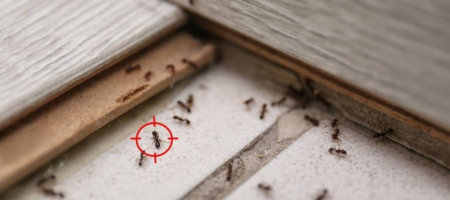 Doğal Karınca İlaçlama Yöntemleri Nelerdir?