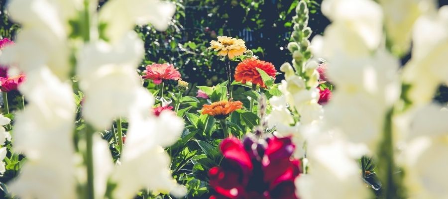Yaz Kış Bahçenizde Renkli Çiçekler: Kurumayan Çiçekler Hangileri?