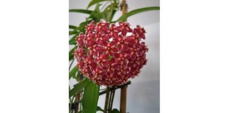 Aysima Çiçekevi Kokulu Kırmızı Mum Çiçeği 9 cm Hoya Carnosa Fiyatı