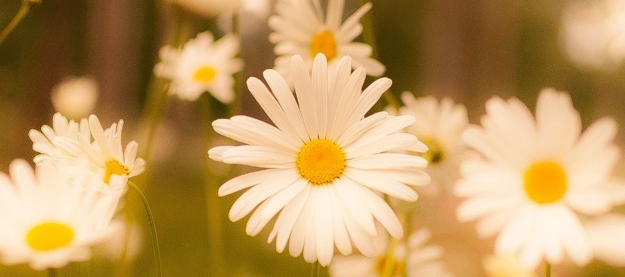 Alman Papatyası Faydaları Nelerdir? Neye İyi Gelir?