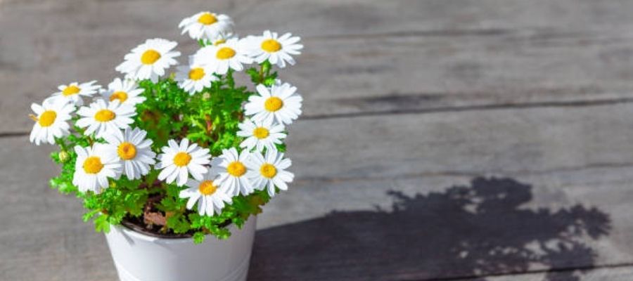 Alman Papatyası Bakımında Gerekli Malzemeler Nelerdir?