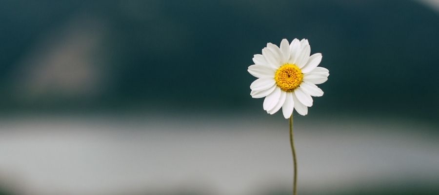 Alman Papatyası Tohumu Nasıl Ekilir?
