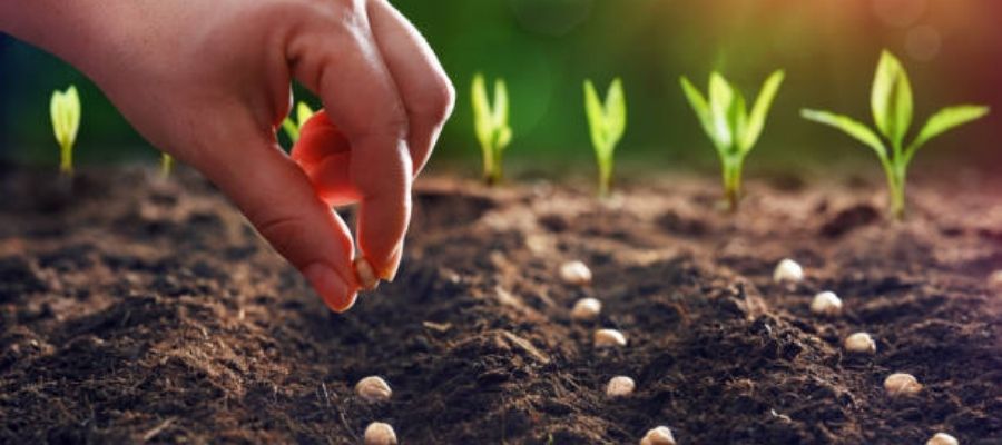 Ata Tohumunun Faydaları ve Özellikleri