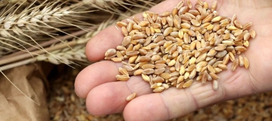 Ata Tohumu Nedir? Neden Önemlidir?