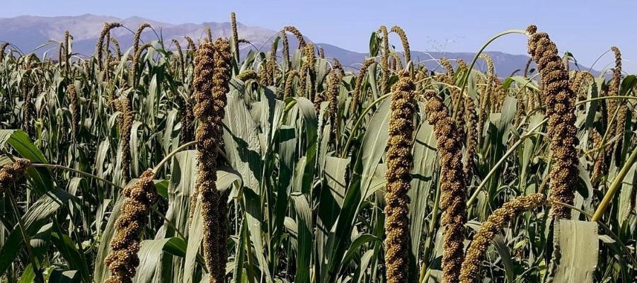 Dal Darısı Ekimi Ne Zamandır?