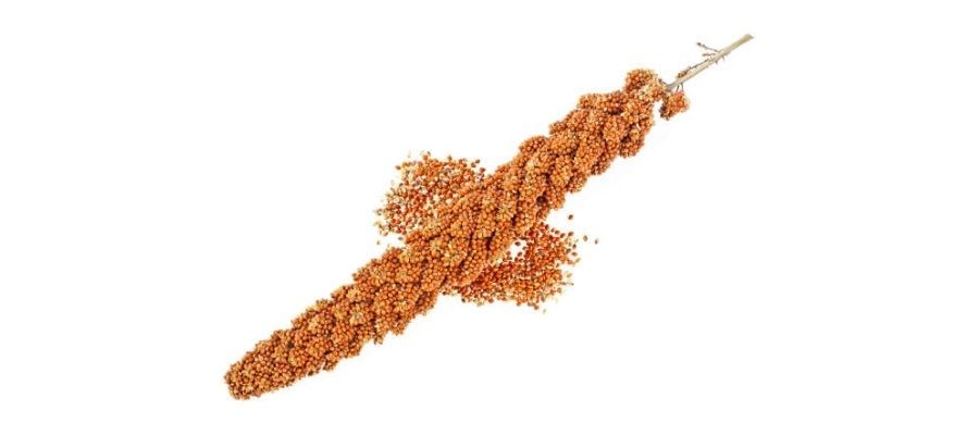 Dal Darısı Nedir?