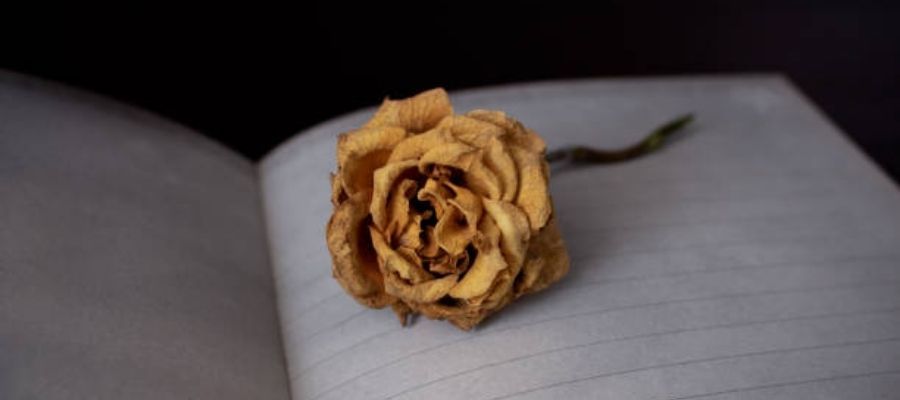 Evde Gül Nasıl Kurutulur? Nasıl Saklanır?