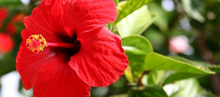 Hibiscus Faydaları Nelerdir?
