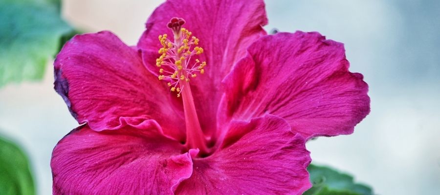 Hibiscus Özellikleri Nelerdir?