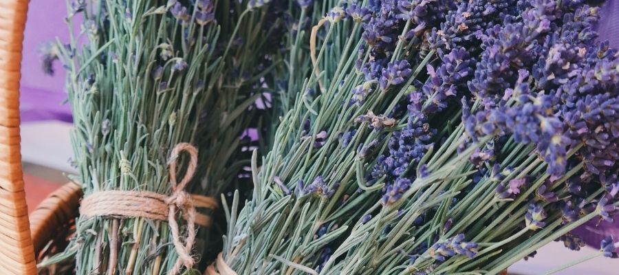 Lavanta ile Neler Yapılabilir?