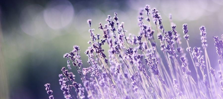 Lavanta Kürü Nasıl Yapılır?