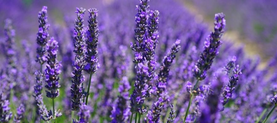 Yüzyıllık Bitkisel Mucize: Lavanta