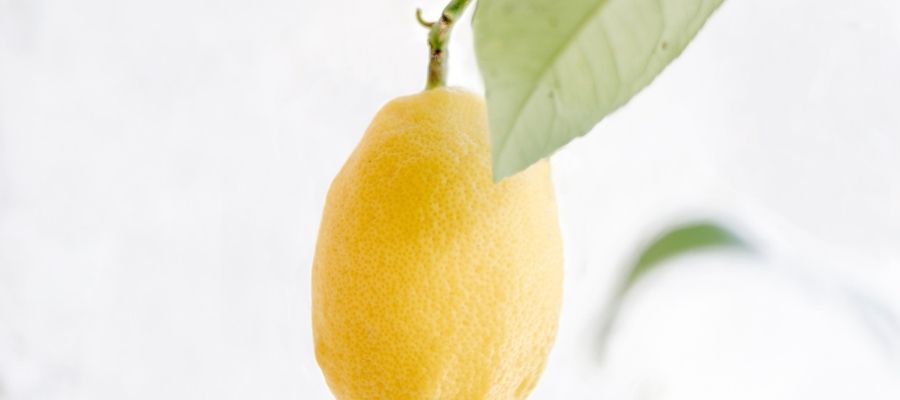 Limon Ağacı Bakımı Evde Yapılır mı?