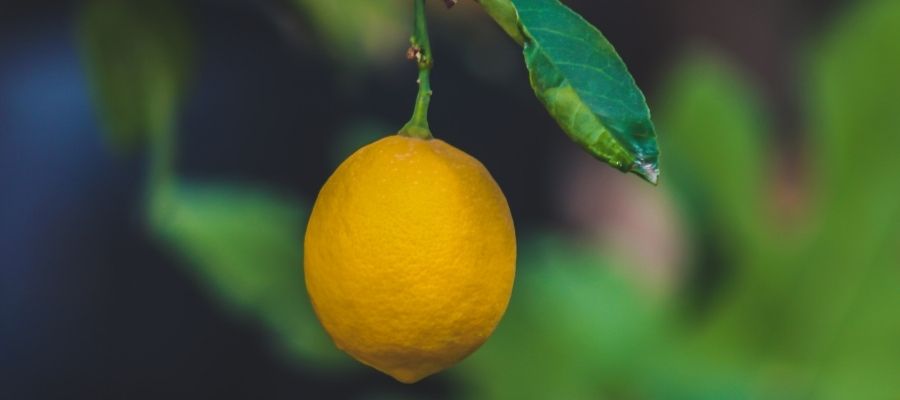 Limon Ağacı Bakımında Püf Noktalar