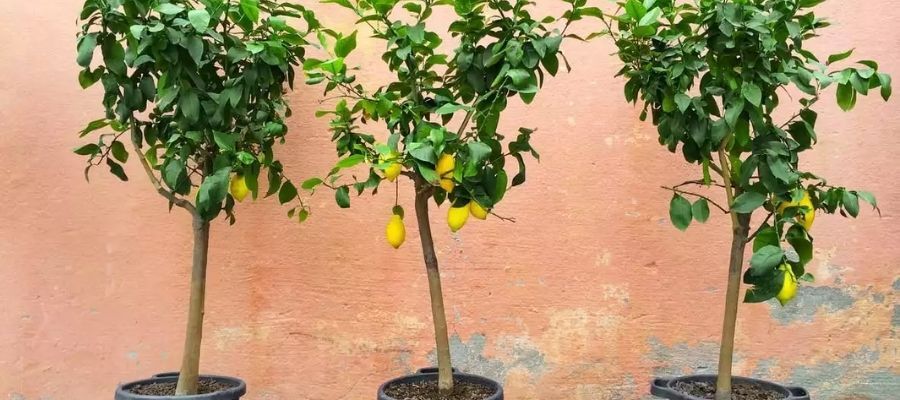 Limon Fidanı Bakımı Nasıl Yapılır?