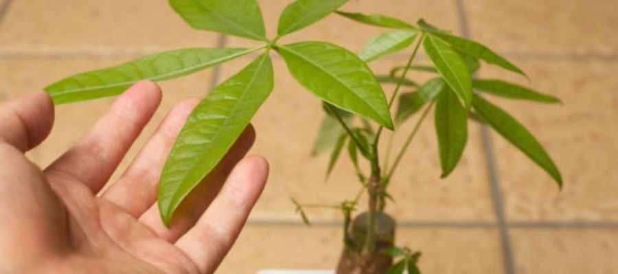 Pachira Ağacı Özellikleri Nelerdir?