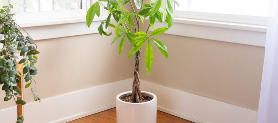 Evde Pachira Ağacı Yetiştirme Rehberi: Nasıl Konumlandırılır?