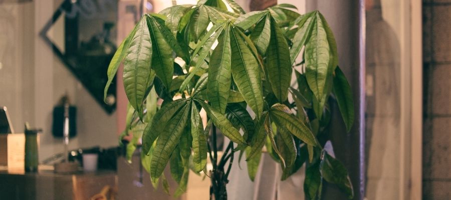 Pachira Ağacı Nasıl Budanır?