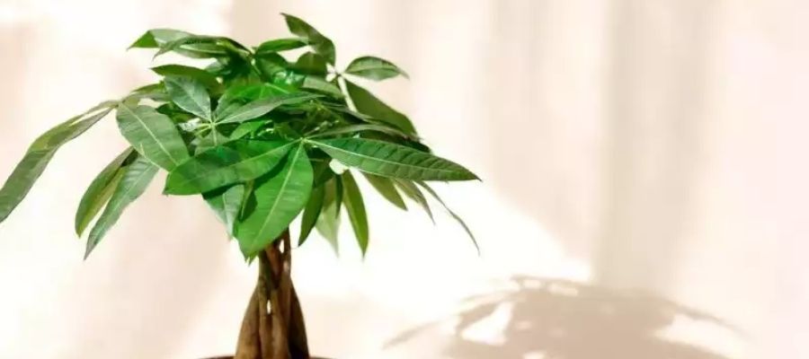 Pachira Ağacı Bakımı Nasıl Yapılır?