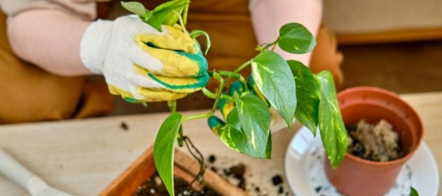 Patos Sarmaşığı Bakımı için Gerekli Malzemeler