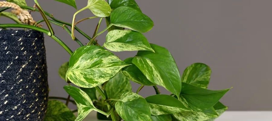 Patos Sarmaşığı Nasıl Çoğaltılır? Püf Noktalar