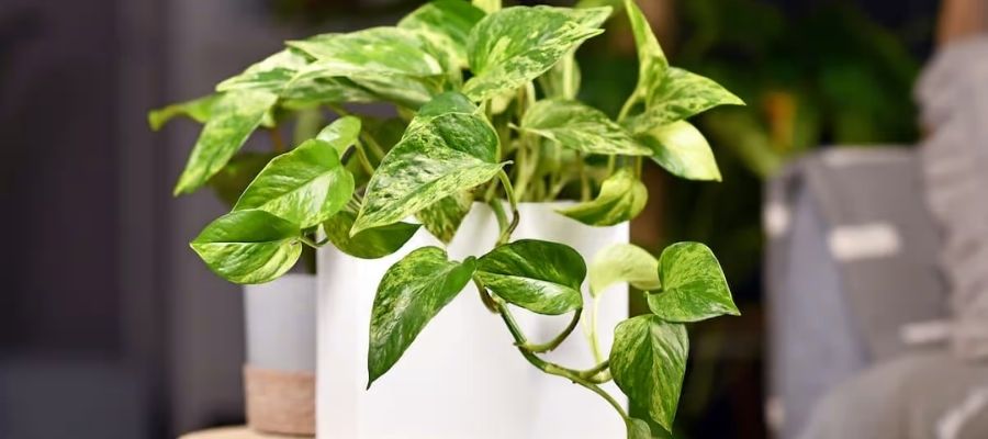 Patos Sarmaşığı Faydaları Nelerdir?