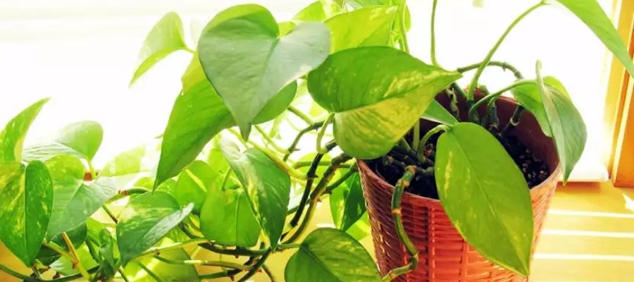 Patos Sarmaşığı Bakımı Nasıl Yapılır?