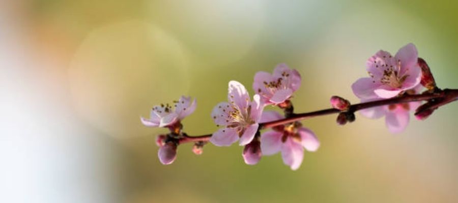 Zerdali Çiçeğinin Anlamı Nedir? Hikayesi