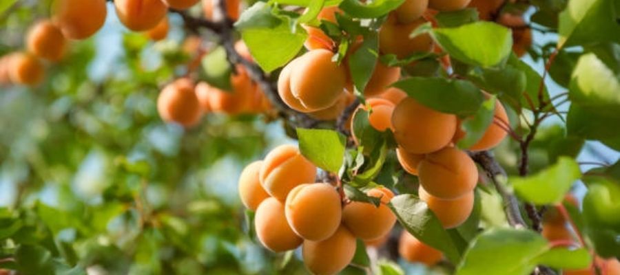 Zerdali Çiçeği Nedir?