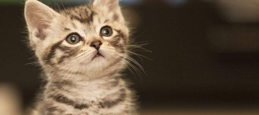 Yavru Kedi Bakımı Hakkında Bilmeniz Gerekenler