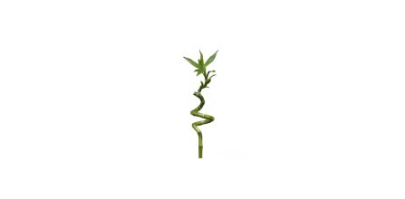Müşteri Yorum ve Tavsiyeleri ile Doğru Bambu Çiçeği Tercihi
