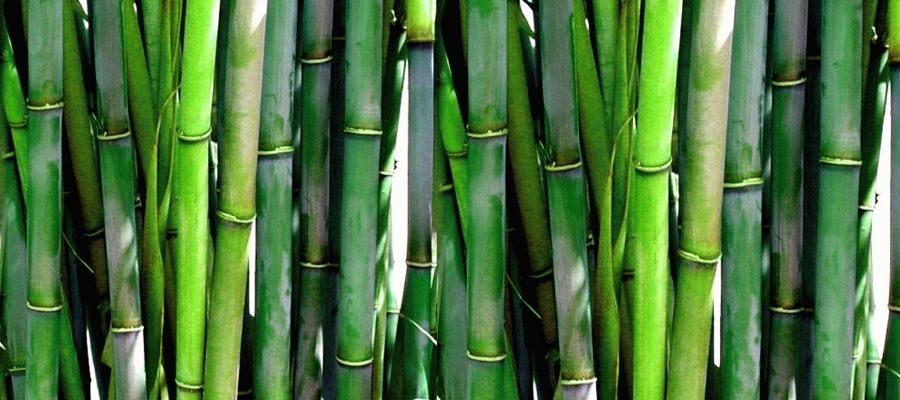 Bambu Kumaş: Nedir ve Nerelerde Kullanılır?