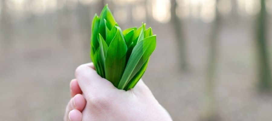 Her Derde Deva Çiriş Otunun Faydaları Nelerdir?