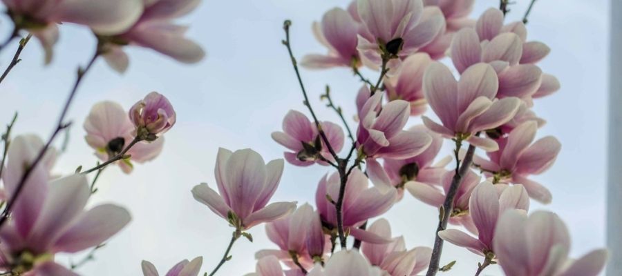 Gösterişli Çiçeklere Sahip Manolya Ağacının Yararları Nelerdir?