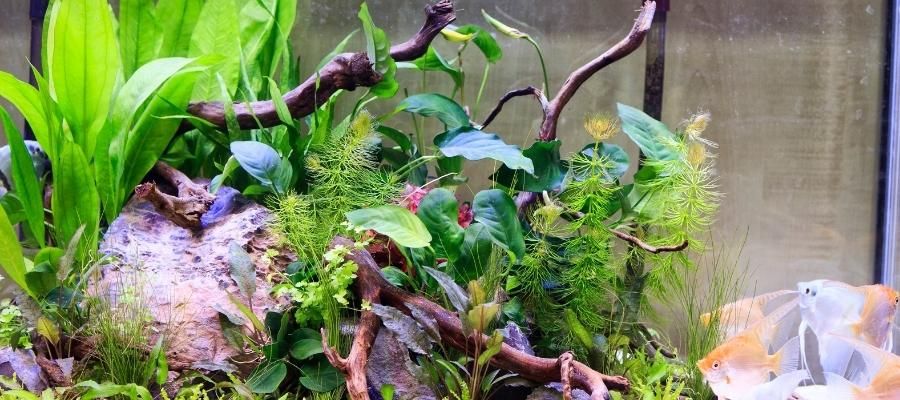 Bitki Akvaryumu için Doğru Aydınlatma Nasıl Sağlanır?
