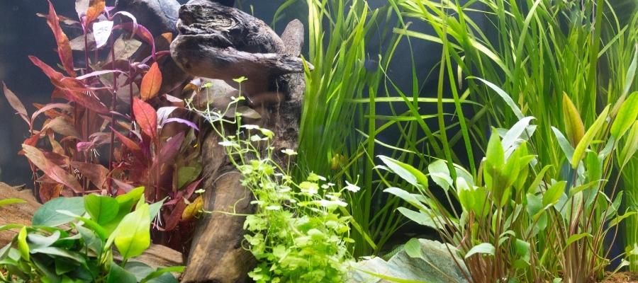 Bitki Akvaryumu için Hangi Su Koşulları Önemlidir?