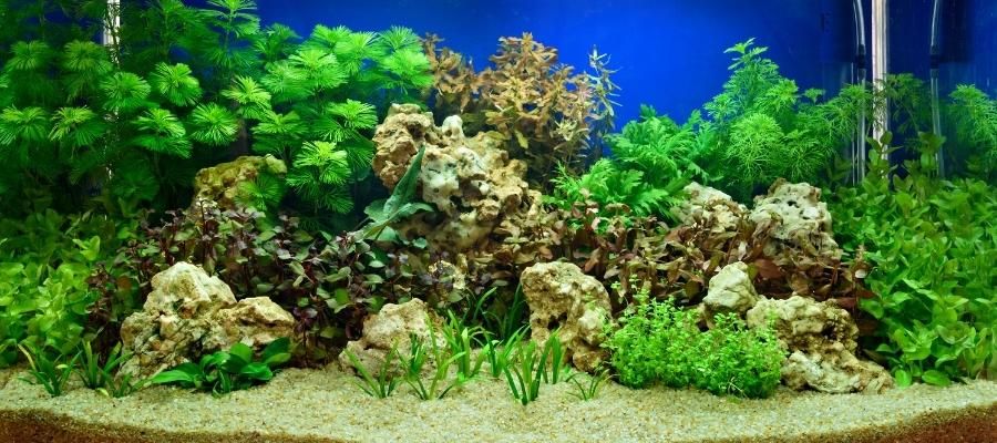 Bitki Akvaryumu için Gerekenler Rehberi