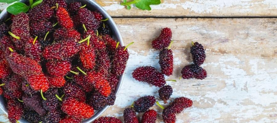 Yıl Boyunca Taze Dutlar: Dut Kurutma Yöntemleri