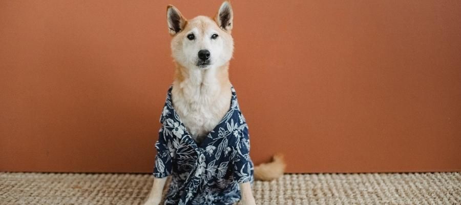 Köpek Kıyafeti Yapımı: Hangi Malzemeler Rehberi