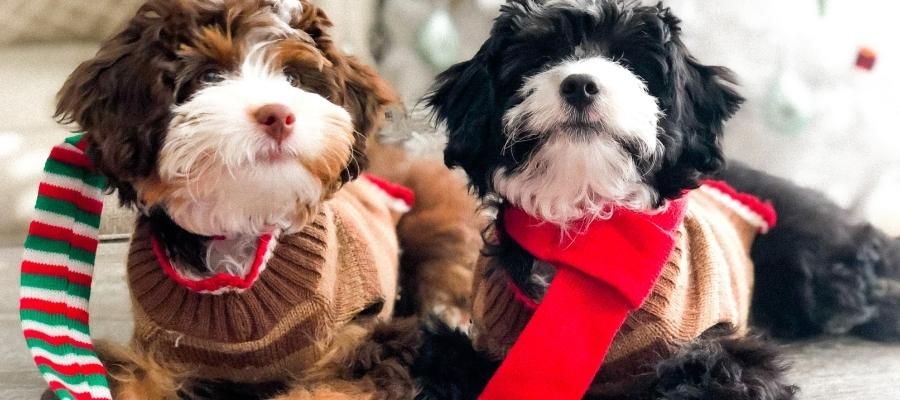 Sevimli ve Şık: Evde Köpek Kıyafeti Nasıl Yapılır?
