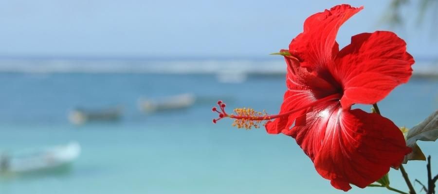 Hibiskus Nasıl Kullanılır? Adım Adım Tarif