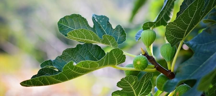 İncir Ağacı Bakımı için İpuçları ve Püf Noktaları