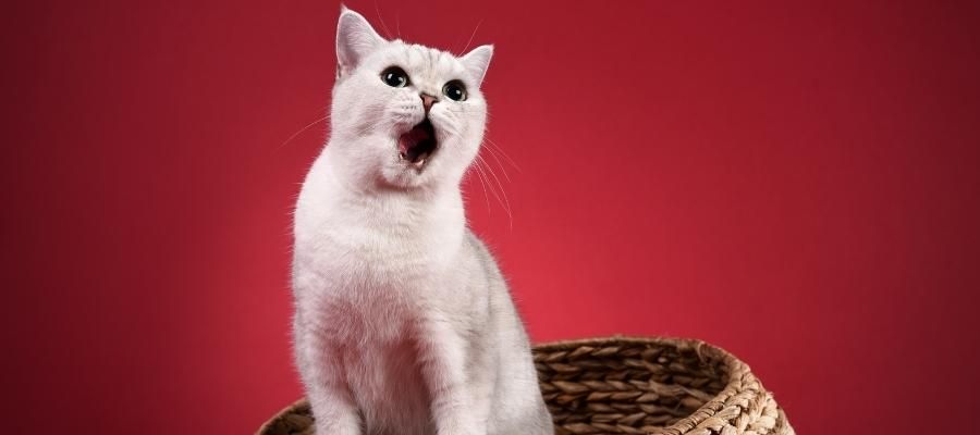 İtici Kaşınma: Kedi Biti Temizliği Neden Önemlidir?