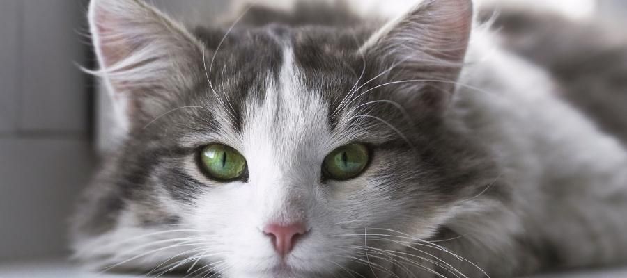 Kedi Biti için Hangi Ürünleri Kullanmalı?