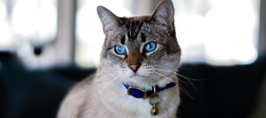 Kedi Biti Nasıl Temizlenir?