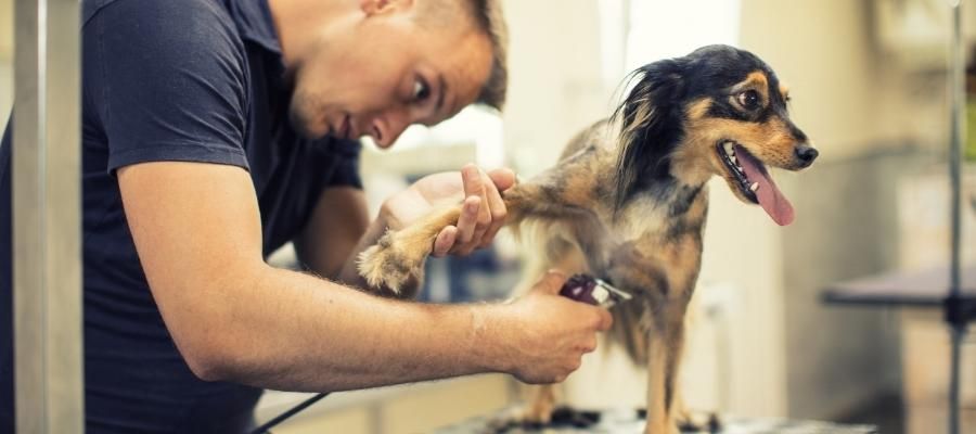Köpeğinizi Tıraş Etmek için Alet Rehberi