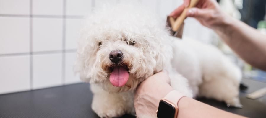 Köpeğinizi Tıraş Ederken Trendleri Takip Etmenin Önemi
