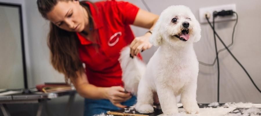 Köpeği Tıraş Ederken Dikkat Edilmesi Gerekenler