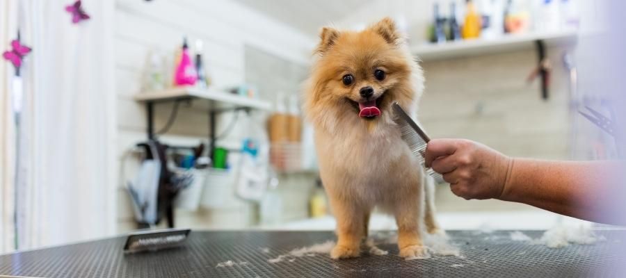 Tüylü Maceralar: Köpek Nasıl Tıraş Edilir?