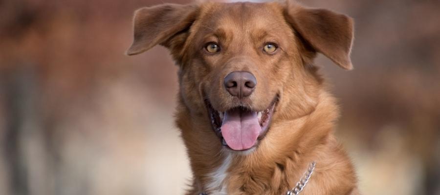 Köpek Yürüteci Ne İşe Yarar?